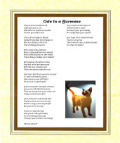 Ode to a Bermese Cat