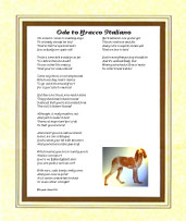 Bracco Italiano - Click here for more details